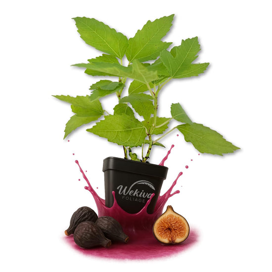 Black Mission Fig Tree - Live Plants in 3 Inch Growers Pots - Ficus Carica - Edible Fruit Bearing Tree for The Patio and Garden