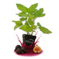 Black Mission Fig Tree - Live Plants in 3 Inch Growers Pots - Ficus Carica - Edible Fruit Bearing Tree for The Patio and Garden