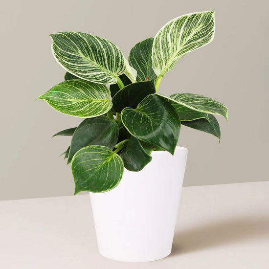 Birkin Philodendron - Live Plant in a 6 Inch Pot - Extremely Rare and Beautiful Indoor Houseplant - A Rare Tropical Masterpiece