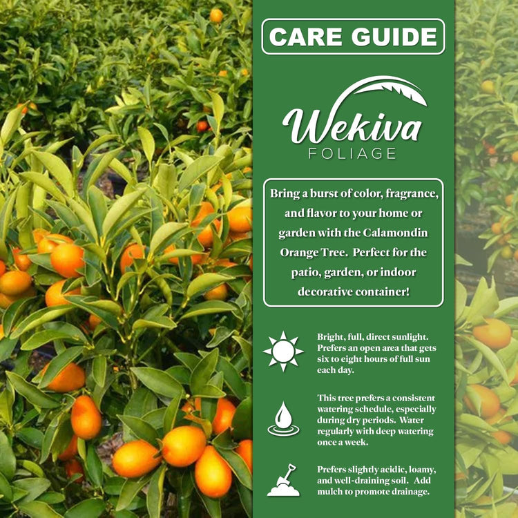 calamondin orange tree edible Calamondin Orange Tree - Live Plants in 1 Gallon Pots - Florida Only