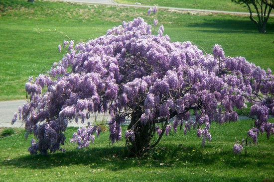 Amethyst Falls Wisteria - Live Plant in a 3G Gallon Grower&