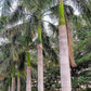 Royal Palm - 1 Live Plant in a 4 Inch Growers Pot - Roystonea Regia - Rare Tropical Ornamental Tree Feathery Frond Foliage