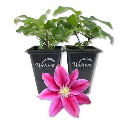 Clematis Queen&