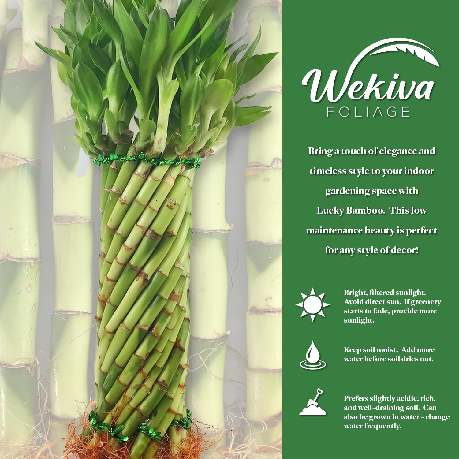 indoor bamboo plant in soil Lucky Indoor Bamboo Tornado - Live Plant - Ships Bare Root
