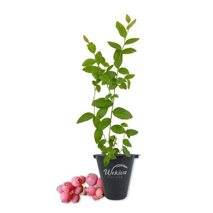 Blueberry Plant - 1 Live Starter Plant - Vaccinium - Edible Fruit Bearing Bush for The Patio and Garden