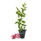 Blueberry Plant - 1 Live Starter Plant - Vaccinium - Edible Fruit Bearing Bush for The Patio and Garden