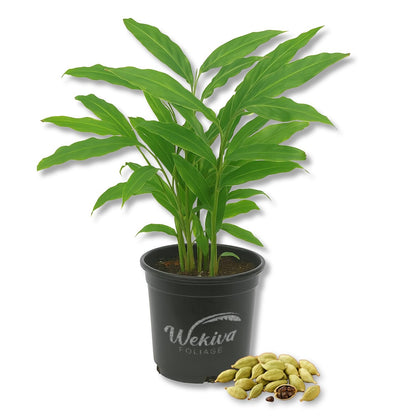 Cardamom Plant - Live Plant in a 4 Inch Growers Pot - Exotic Fragrant Tropical Spice Producing Herbaceous Perennial for Patio or Garden