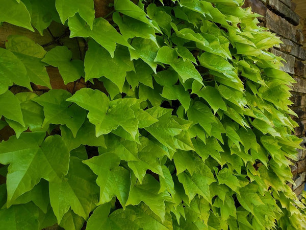 boston ivy indoor plant Boston Ivy - Live Starter Vines in 2 Inch Growers Pots