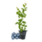Blueberry Plant - 1 Live Starter Plant - Vaccinium - Edible Fruit Bearing Bush for The Patio and Garden
