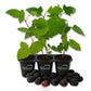 Blackberry Plant - 3 Live Starter Plants - Rubus - Edible Fruit Bearing Bush for Patio and Garden