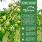 Amberella Tree - Tahiti Apple - Live Plant in a 3 Gallon Growers Pot - Spondias Dulcis - Beautiful Edible Fruit Bearing Tree for Patio and Garden