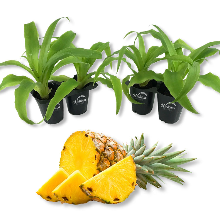 edible pineapple plant Pineapple Plant - 4 Live Starter Plants - Ananas Comosus