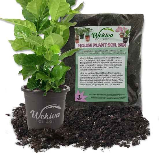 Coffee Plant and Soil Mix Combo - Live Plant in a 4 Inch Pot with 1 Quart HousePlant Soil Mix - Coffea Arabica with Custom Soil Blend