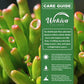 Hobbit Jade Plant - Live Starter Plants - Crassula Ovata - Drought Tolerant Easy Care Succulent Houseplant