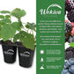 Berry Variety Pack - 4 Live Starter Plants - Growers Choice - A Selection of Blueberry, Blackberry, and Boysenberry Varieties For Your Edible Garden