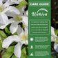 Clematis John Huxtable - Live Starter Plants in 2 Inch Growers Pots - Starter Plants Ready for The Garden - Rare Clematis for Collectors
