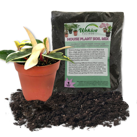 Hoya Krimson Queen and Soil Mix Combo - Live Plant in a 4 Inch Pot with 1 Quart HousePlant Soil Mix - Hoya Carnosa &