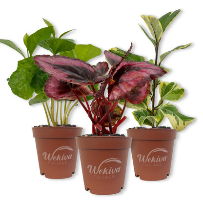 Living Basics Houseplant Collection - Live Starter Plants - Growers Choice - Elegant and Beautiful Easy Care Indoor Foliage Perfect for Home or Office