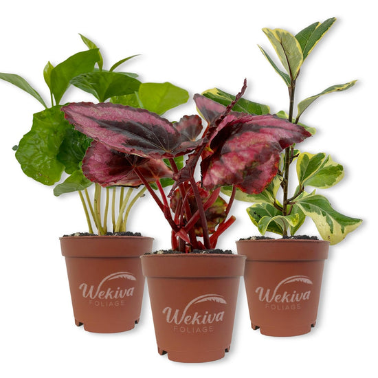 Living Basics Houseplant Collection - Live Starter Plants - Growers Choice - Elegant and Beautiful Easy Care Indoor Foliage Perfect for Home or Office
