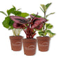 Living Basics Houseplant Collection - Live Starter Plants - Growers Choice - Elegant and Beautiful Easy Care Indoor Foliage Perfect for Home or Office