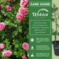 Mrs BR Cant Rose Bush - Live Starter Plants - Beautifully Fragrant Hybrid Tea Rose - A Versatile Beauty with Colorful Pink Blooms