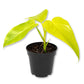 Golden Violin Philodendron - 1 Live Plant in a 4 Inch Growers Pot - Philodendron Bipennifolium - Beautiful Vining Colorful Foliage Indoor Houseplant