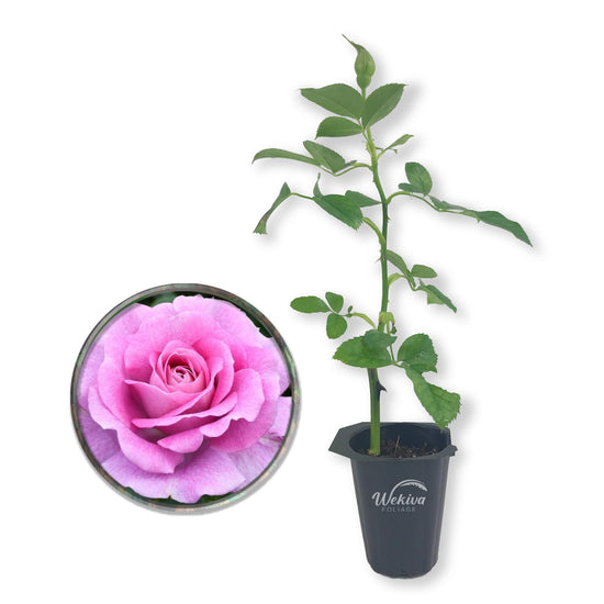 Violet&