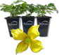 Clematis Tangutica - Live Starter Plants in 2 Inch Growers Pots - Starter Plants Ready for The Garden - Rare Clematis for Collectors