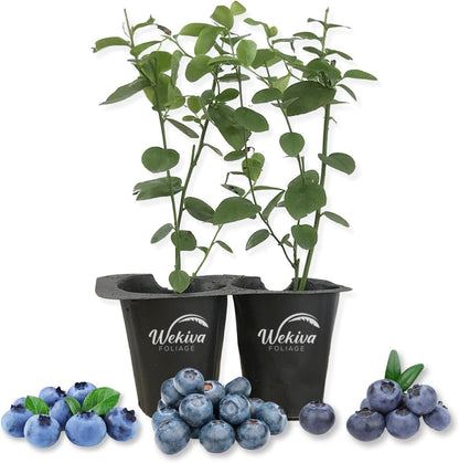 Blueberry Plant Variety 2Pack - 2 Live Starter Plants - Vaccinium - Growers Choice - Edible Fruit Bearing Bush for The Patio and Garden