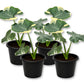 Mickey Mouse Alocasia - Live Starter Plants - Xanthosoma Sagittifolium