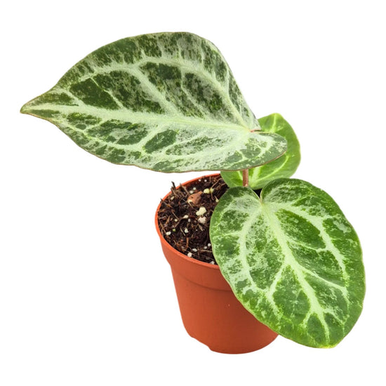 Mint Silver Bush Anthurium - 1 Live Plant in a 4 Inch Pot - Anthurium Crystallinum - Variegated Extremely Rare Indoor Houseplant