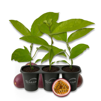 Passion Fruit Plant - 3 Live Starter Plants - Edible Fruit Bearing Vine for The Patio and Garden