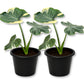 Mickey Mouse Alocasia - Live Starter Plants - Xanthosoma Sagittifolium