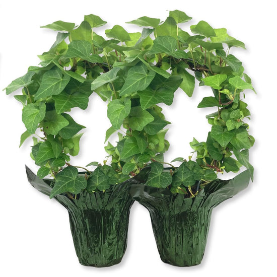English Ivy Hoop in Festive Holiday Cover 2-Pack - 2 Live Plants in 4 Inch Pots - Hedera Helix - Florist Quality - Beautiful Easy Care Indoor Air Purifying Topiary Houseplant Vine