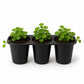 Creeping Charlie Friendship Plant - Live Starter Plants - Pilea Nummularifolia