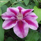 Clematis Kilian Donahue - Live Starter Plants in 2 Inch Growers Pots - Starter Plants Ready for The Garden - Rare Clematis for Collectors