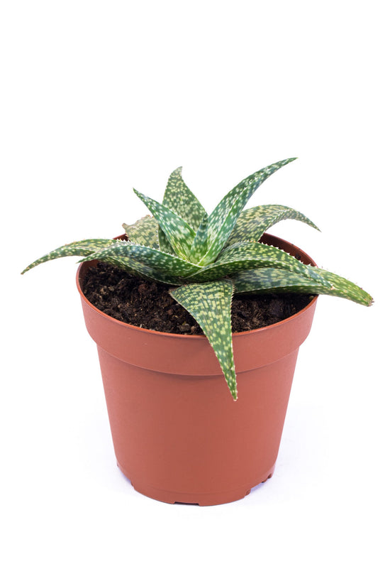 White Fox Aloe - 1 Live Plant in a 4 Inch Pot - Aloe Leuconeura - Compact Textured Easy Care Succulent