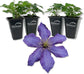 Clematis Rhapsody - Live Starter Plants in 2 Inch Growers Pots - Starter Plants Ready for The Garden - Rare Clematis for Collectors