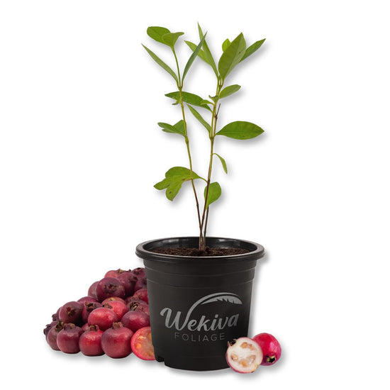 Cattley Guava Plant - Strawberry Guava - Live Plant in a 4 Inch Growers Pot - Psidium Cattleianum - Beautiful Edible Fruit Bearing Shrub for Patio or Garden