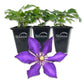 Clematis Daniel Deronda - Live Starter Plants in 2 Inch Growers Pots - Starter Plants Ready for The Garden - Rare Clematis for Collectors