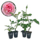 Mrs BR Cant Rose Bush - Live Starter Plants - Beautifully Fragrant Hybrid Tea Rose - A Versatile Beauty with Colorful Pink Blooms
