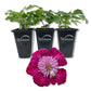 Clematis Avant Garde - Live Starter Plants in 2 Inch Growers Pots - Starter Plants Ready for The Garden - Rare Clematis for Collectors