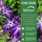 Clematis Venosa Violacea - Live Starter Plants in 2 Inch Growers Pots - Starter Plants Ready for The Garden - Rare Clematis for Collectors