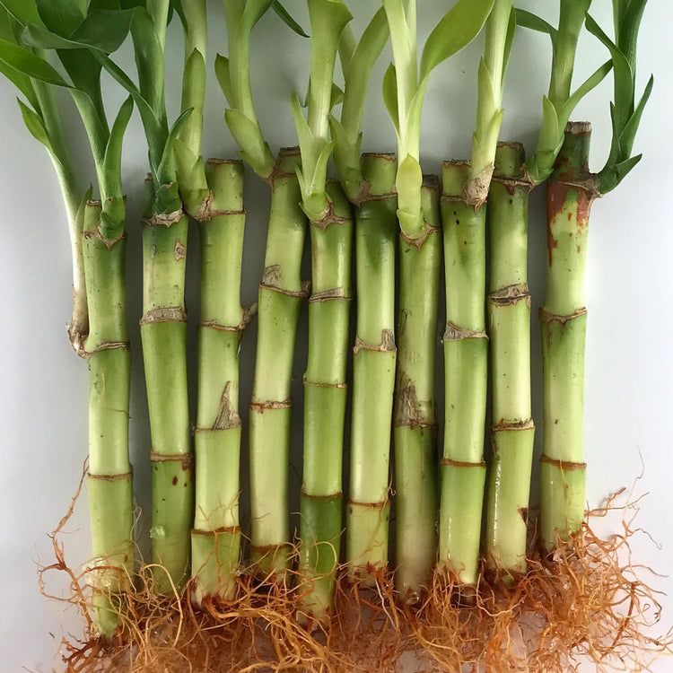 5 lucky bamboo Lucky Indoor Bamboo - Live Plant - Ships Bare Root