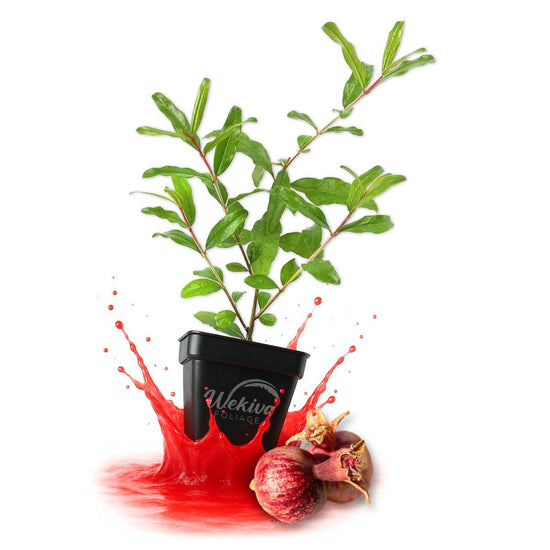 Dwarf Red Pomegranate Tree - Live Plants in 3 Inch Growers Pots - Edible Fruit Bearing Tree for The Patio and Garden