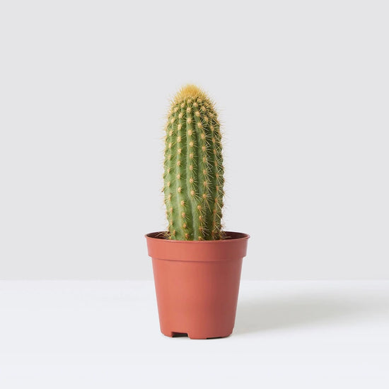 Red Foxtail Cactus - Live Starter Plants - Espostoa Guentheri - Tall Sculptural Low Maintenance Houseplant