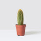 Red Foxtail Cactus - Live Starter Plants - Espostoa Guentheri - Tall Sculptural Low Maintenance Houseplant