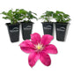Clematis Issey - Live Starter Plants - Beautiful Velvety Red Blooms Flowering Vine Ready for The Garden