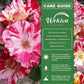 Fourth of July Rose Bush - Live Starter Plants - Beautiful Multicolored Climbing Rose - Strongly Scented Red and White Splashed Blooms