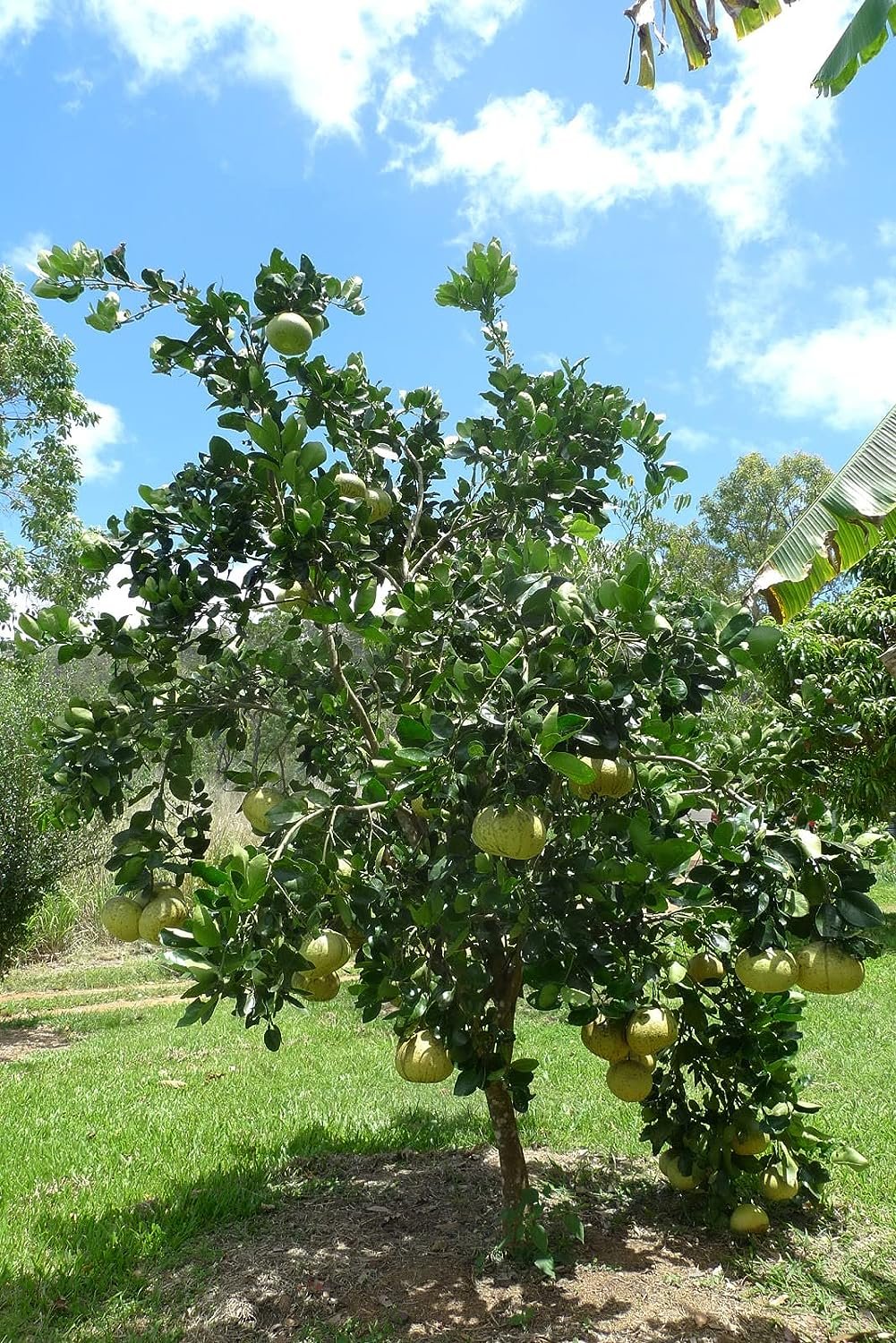 Pummel Tree Hirado Butan Pummelo Grapefruit Tree - 2-3 Feet Tall - Live Plant in a ...